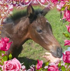 Meet your Posher, Laura